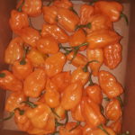 Habanero Peppers grown in our Urban Garden, Los Angeles, CA - theurbangrowers.com