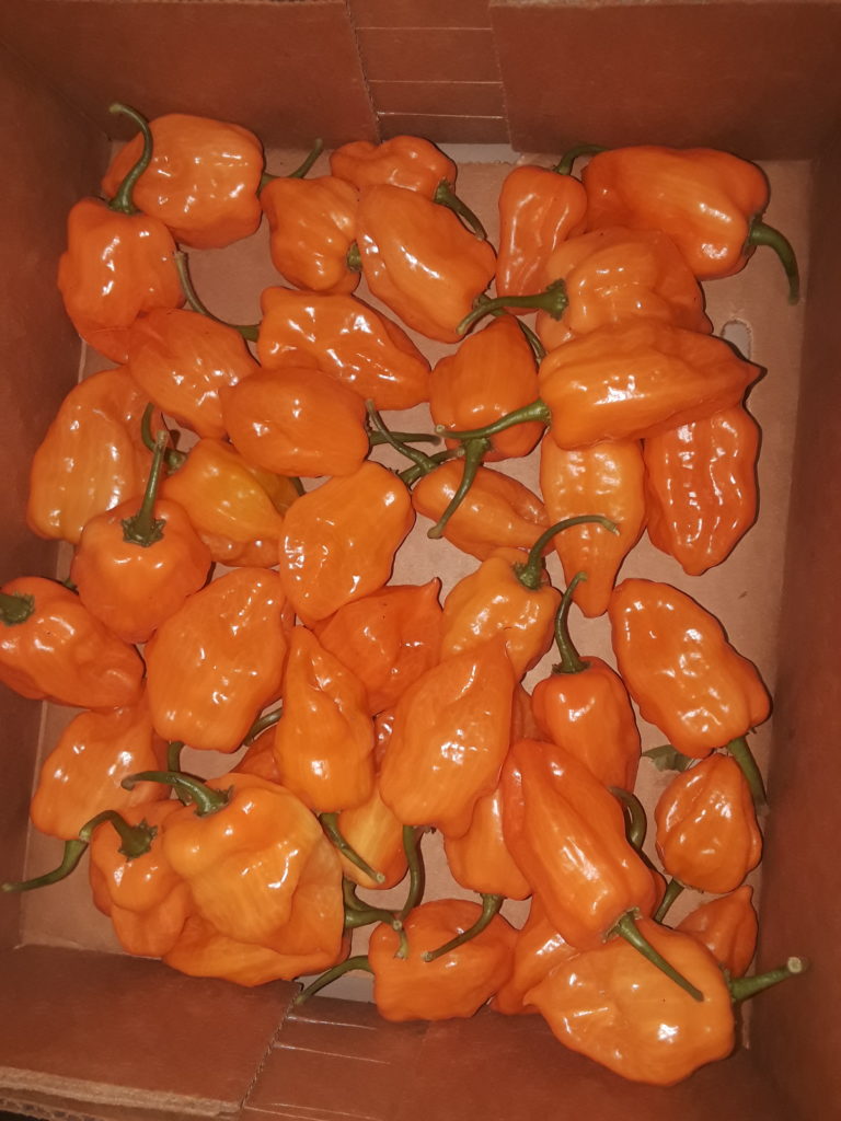 Habanero Peppers grown in our Urban Garden, Los Angeles, CA - theurbangrowers.com