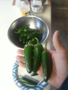 Jalapeno Peppers in hand and in a bowl (June 2020) Urban Growers