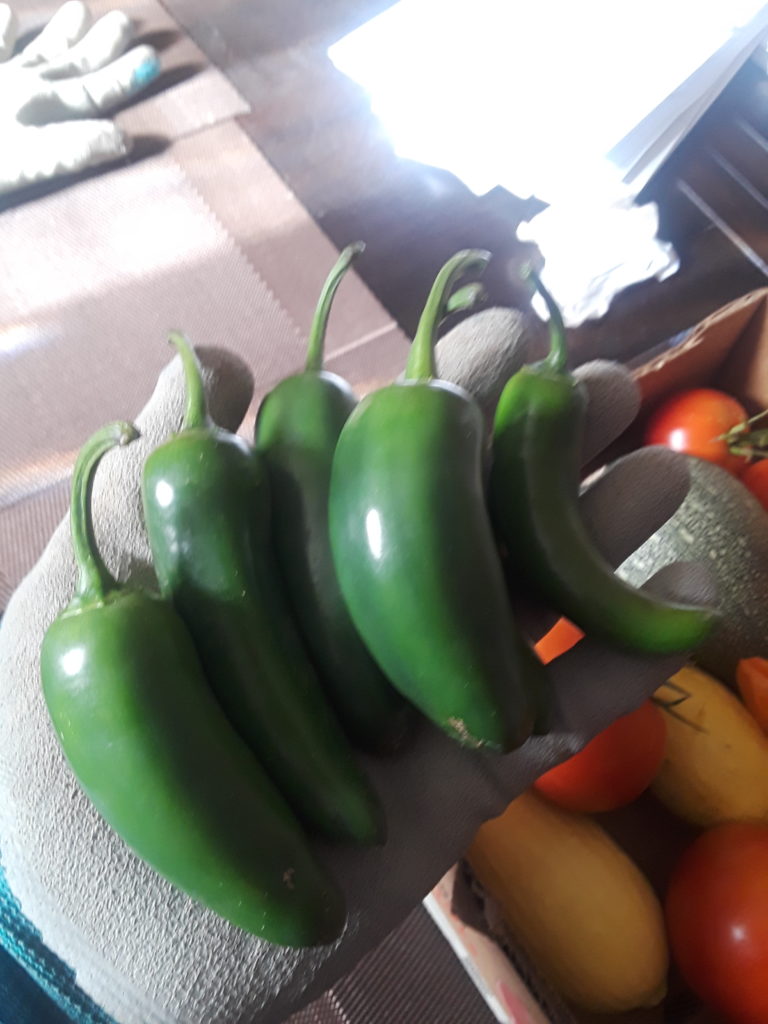 Jalapeno Peppers from Urban Growers ( theurbangrowers.com)