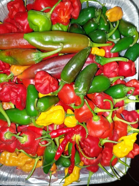 Urban Growers, assortment from 2023 harvest of peppers - theurbangrowers.com -