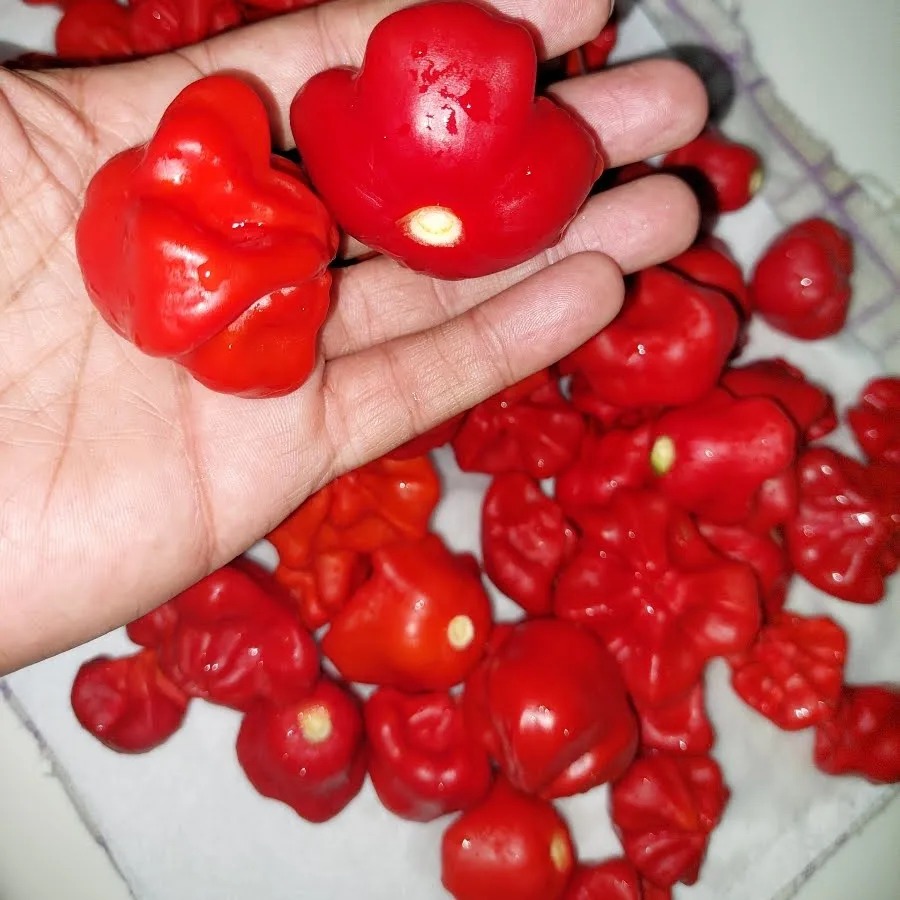 Red Scotch Bonnet Seeds