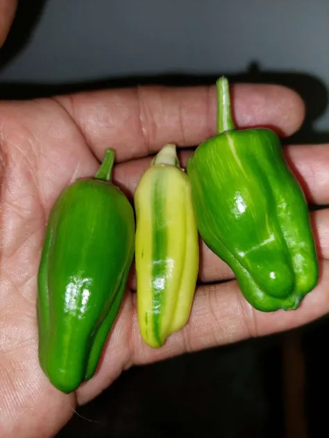 Candy Cane Pepper Seeds