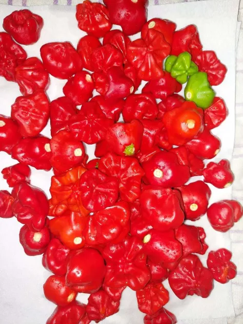 Red Scotch Bonnet Seeds