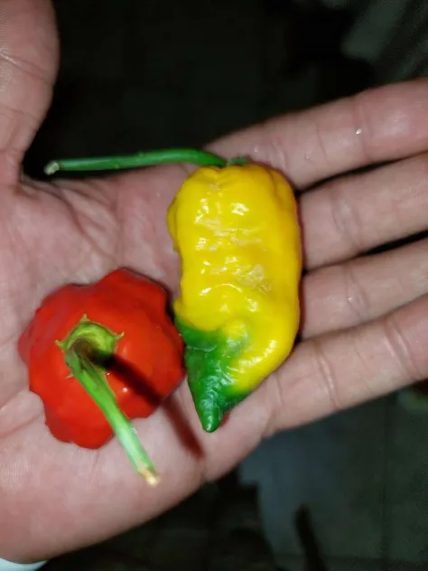 Yellow Ghost Pepper Seeds