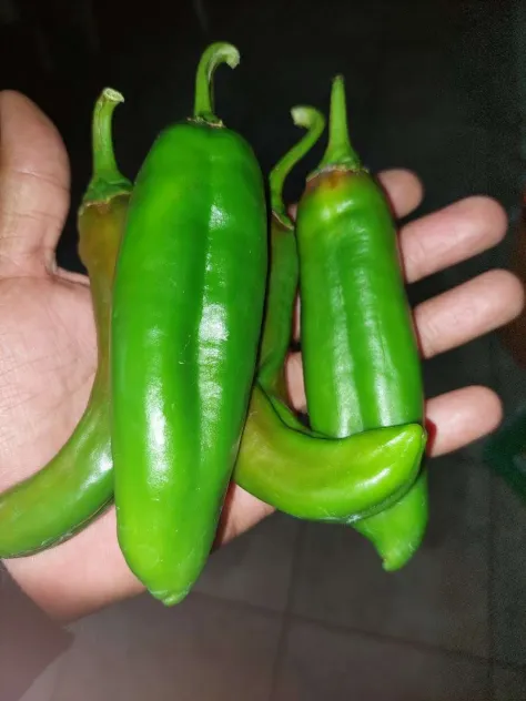 Anaheim Pepper Seeds