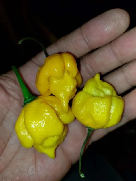 Yellow Reaper Seeds